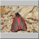 Tyria jacobaeae - Blutbaer 10.jpg